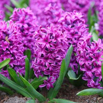 Hyacinthus Miss Saigon - Garden Hyacinth