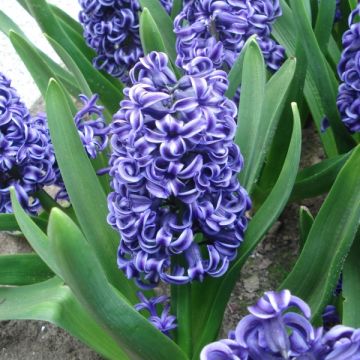 Hyacinthus x orientalis Rembrandt