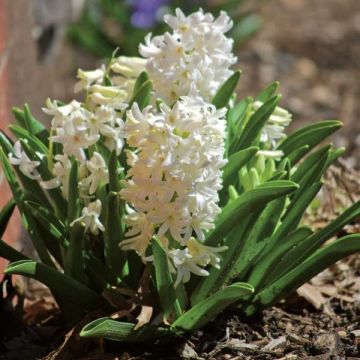 Hyacinthus x orientalis Carnegie