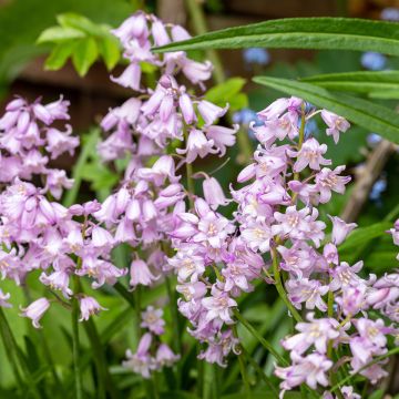 Hyacinthoides hispanica Rose Queen