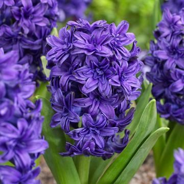 Hyacinthus Twin Pearl - Garden Hyacinth