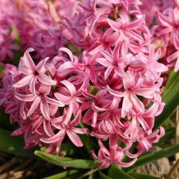 Hyacinthus x orientalis Multiflora Rouge