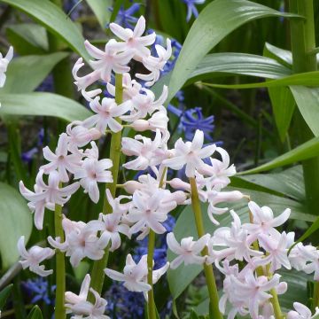 Hyacinthus x orientalis Multiflora Pink