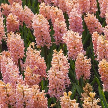 Hyacinthus x orientalis Sweet Invitation