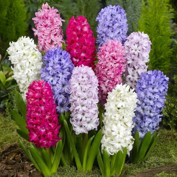 Hyacinthus x orientalis Mix