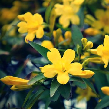 Jasminum humile Revolutum - Italian Jasmine