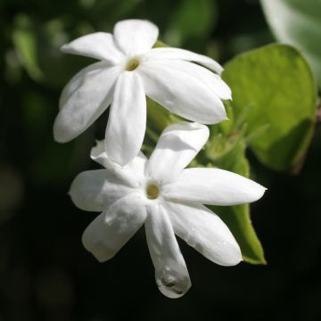 Jasminum officinalis Affinis - Common jasmine