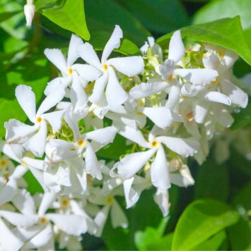 Trachelospermum jasminoides - Star Jasmine