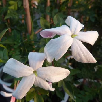 Jasminum grandiflorum - Spanish jasmine
