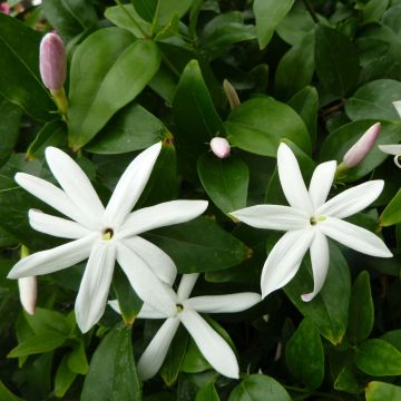 Jasminum multipartitum - Starry Wild Jasmine