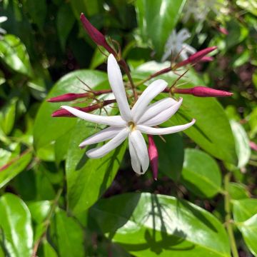Jasminum laurifolium var. nitidum - Angel-wing Jasmine