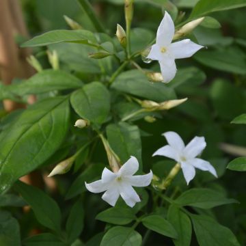Jasminum officinale - Common jasmine