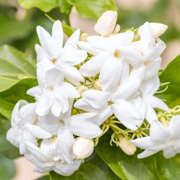 Jasminum sambac - Arabian Jasmine