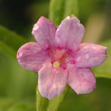 Jasminum (x) stephanense 