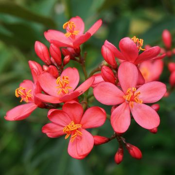 Jatropha integerrima