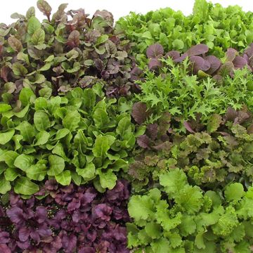 Organic Mixed Baby Greens - Ferme de Sainte Marthe seeds  seeds