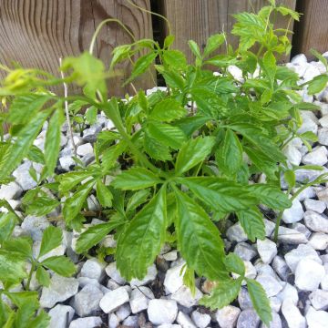Organic Jiaogulan - Gynostemma pentaphyllum