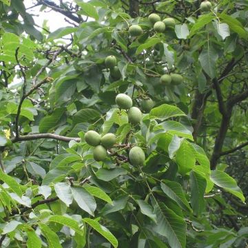 Common Walnut Parisienne - Juglans regia