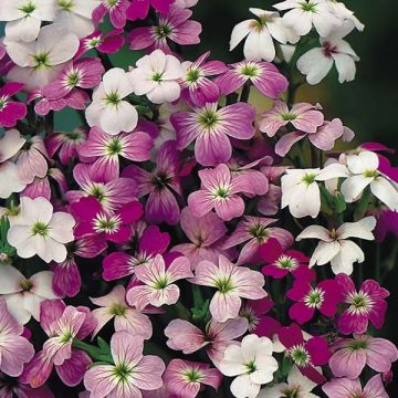 Malcolmia maritima