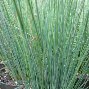 Juncus inflexus Blue Dart