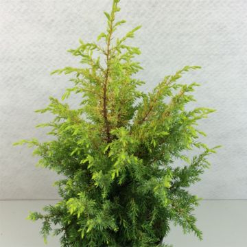 Juniperus communis Gold Cone