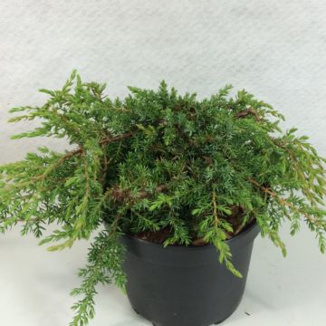 Juniperus communis var. hemisphera Hornibrookii