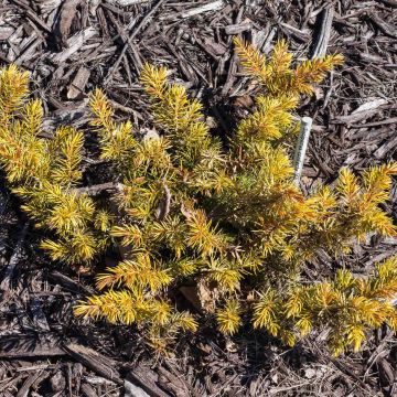 Shore Juniper - Juniperus conferta All Gold