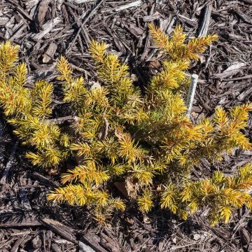 Juniperus conferta All Gold - Genévrier des plages                    