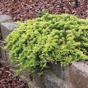 Juniperus horizontalis Golden Carpet