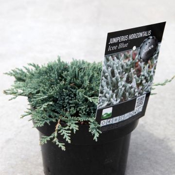 Juniperus horizontalis Icee Blue ('Monber')