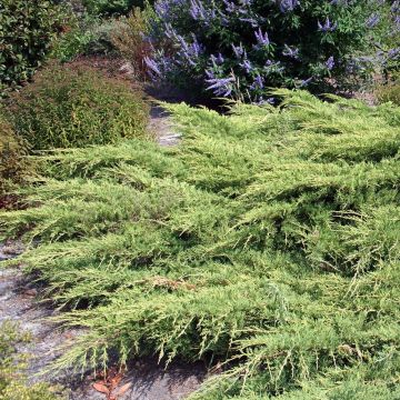 Juniperus pfitzeriana