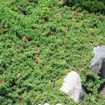 Juniperus procumbens Nana