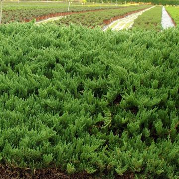 Juniperus sabina Tamariscifolia