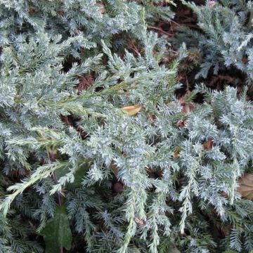 Juniperus squamata Blue Carpet - Genévrier écailleux                  