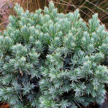 Juniperus squamata Blue Star - Scale juniper