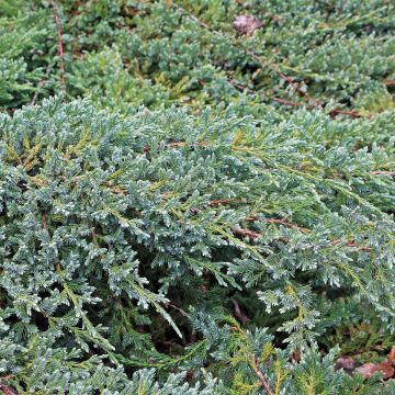 Juniperus squamata Blue Swede