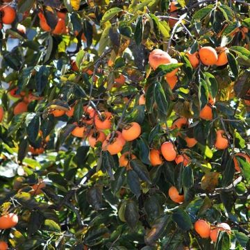 Diospyros kaki Fuyu - Persimmon