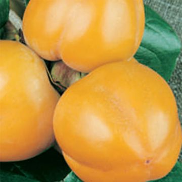 Diospyros kaki Muscat - Persimmon