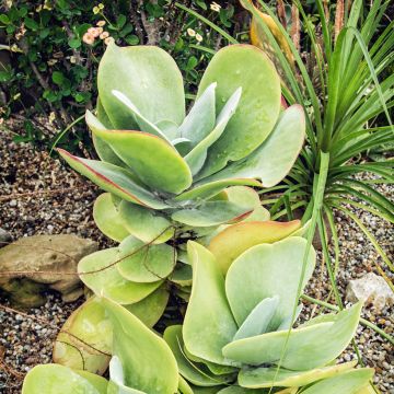 Kalanchoe thyrsiflora - Paddle plant