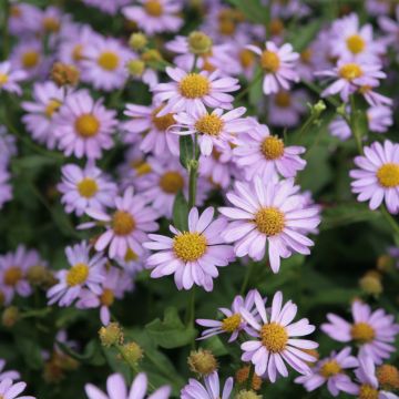 Kalimeris mongolica Antonia - Aster de Mongolie