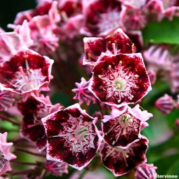 Kalmia latifolia Bulls Eye - Mountain Laurel