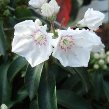 Kalmia latifolia Elf - Mountain Laurel