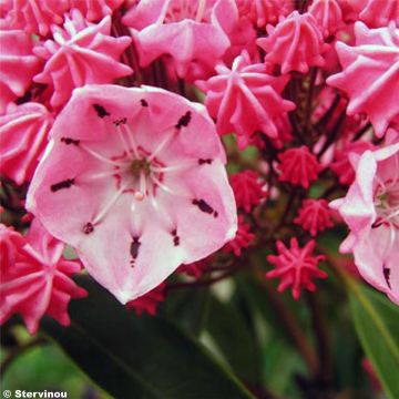 Kalmia latifolia Ewa - Mountain Laurel