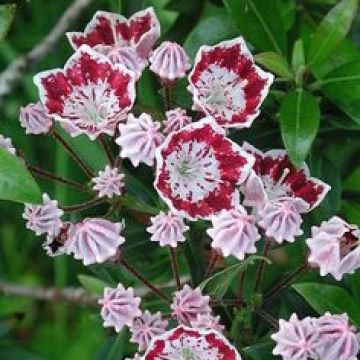 Kalmia latifolia Galaxy - Mountain Laurel