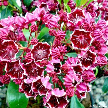 Kalmia latifolia Hearts Desire - Mountain Laurel