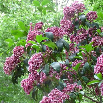 Kalmia latifolia Keepsake - Mountain Laurel