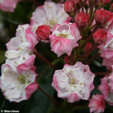 Kalmia latifolia Madeline - Mountain Laurel