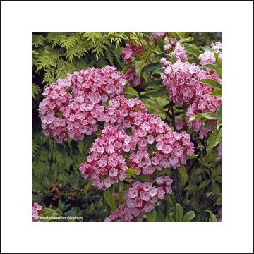 Kalmia latifolia Otsbo Red - Mountain Laurel