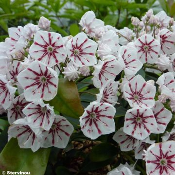 Kalmia latifolia Peppermint - Mountain Laurel