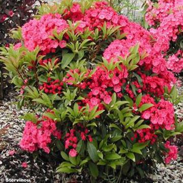 Kalmia latifolia Pink Charm - Mountain Laurel